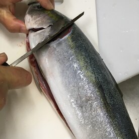 フクラギ ブリの幼魚 の刺身 レシピ 作り方 By ケイヤ5621キエ 楽天レシピ フクラギ ブリの幼魚 の刺身 レシピ 作り方 By ケイヤ5621キエ 楽天レシピ